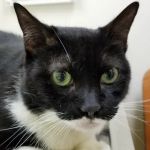 Banfield Pet Hospital