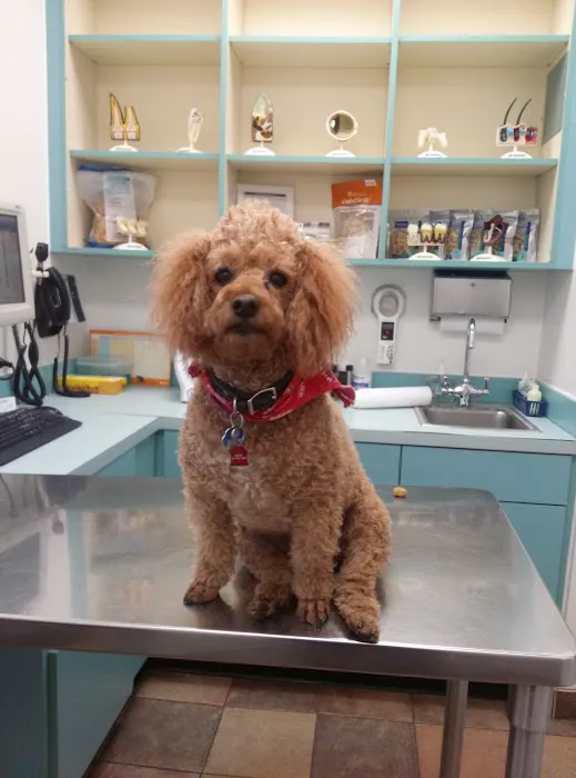 Banfield Pet Hospital Picture 4