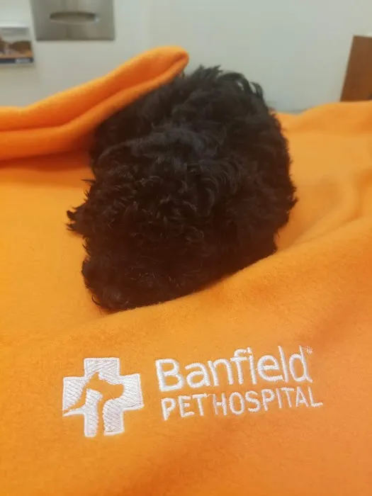 Banfield Pet Hospital Picture 5