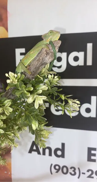 Frugal Feeders & Exotics Picture 3