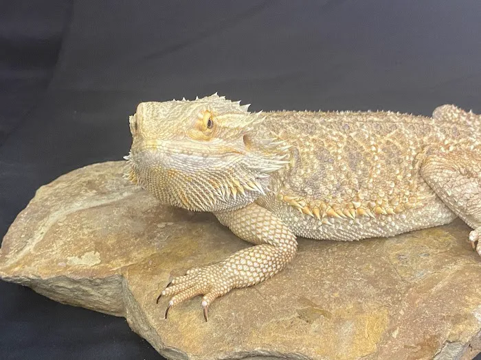 Frugal Feeders & Exotics Picture 4