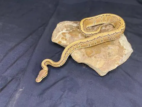 Frugal Feeders & Exotics Picture 2