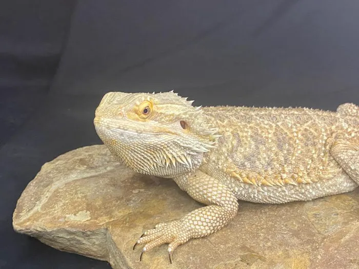 Frugal Feeders & Exotics Picture 7