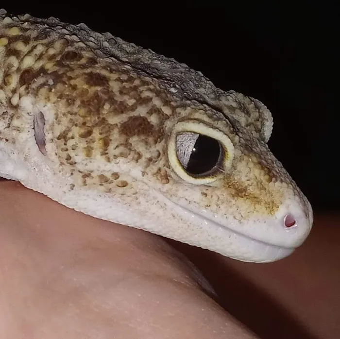 Frugal Feeders & Exotics Picture 9
