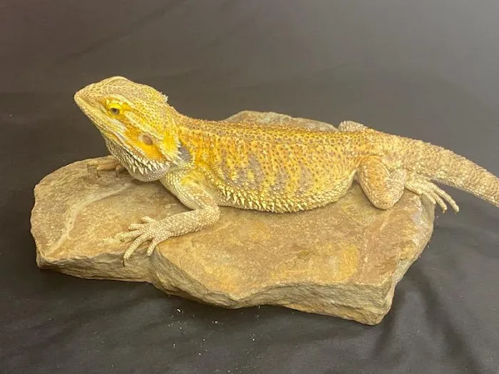 Frugal Feeders & Exotics Picture 10