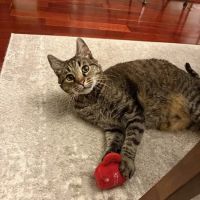 Meadowlands Veterinary Hospital ico