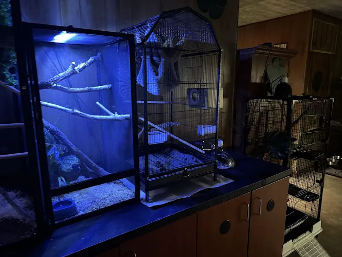 Lucky Lizards Picture 1
