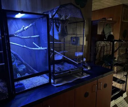 Lucky Lizards