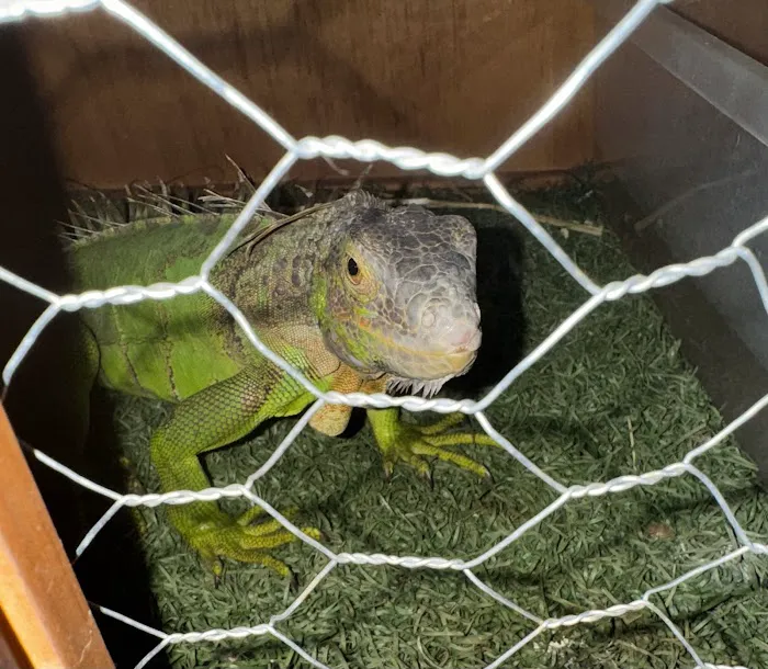 Lucky Lizards Picture 2