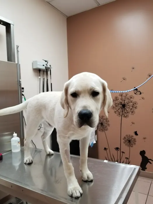 Ridgefield Park Animal Hospital Picture 7