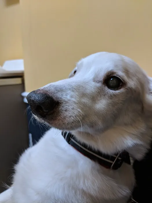 Maywood Veterinary Clinic Picture 3