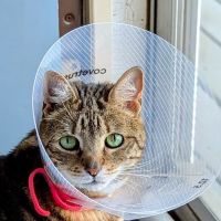 Maywood Veterinary Clinic ico