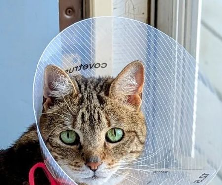 Maywood Veterinary Clinic