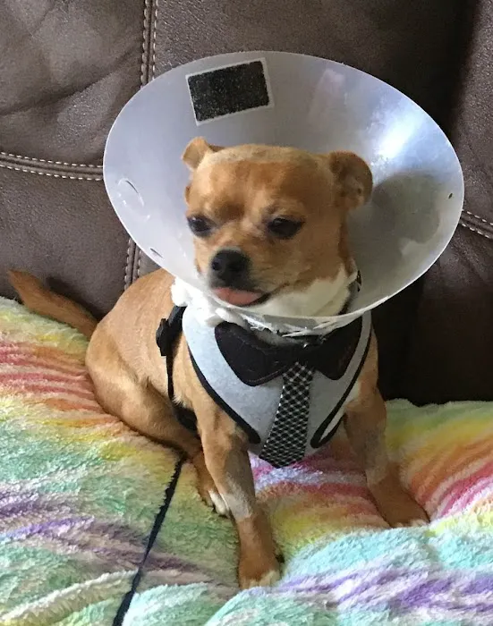 Maywood Veterinary Clinic Picture 7