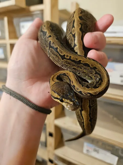 Calvary Exotics Picture 6