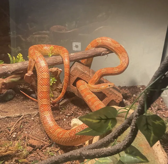 Calvary Exotics Picture 2