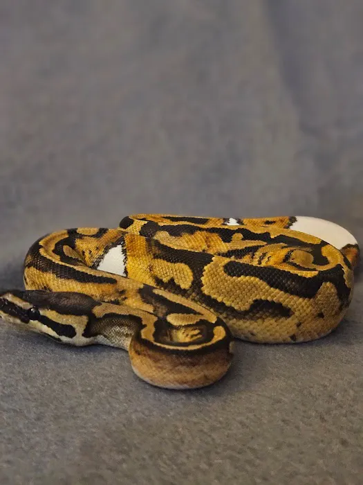Calvary Exotics Picture 4