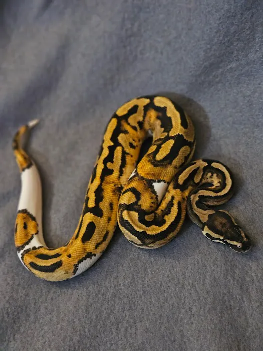 Calvary Exotics Picture 3