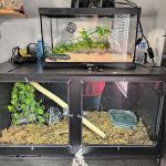 Calvary Exotics