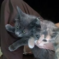 Hackensack Animal Hospital ico
