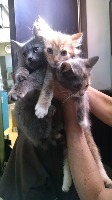 Hackensack Animal Hospital Picture 2