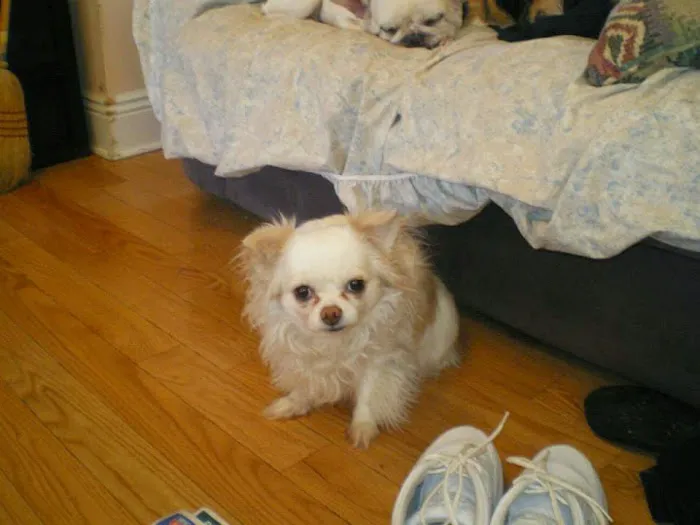 Twin Oaks Veterinary Hospital Picture 8