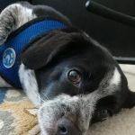 Beach Buddies Animal Hospital