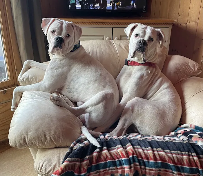 Beach Buddies Animal Hospital Picture 4