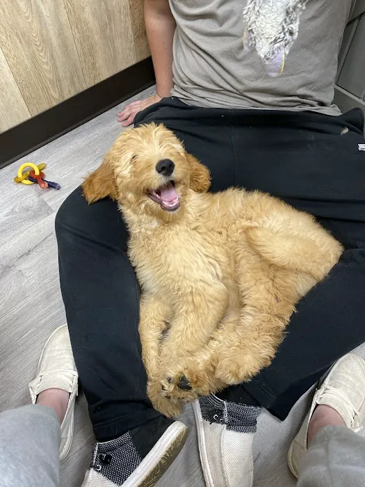 Petland Tyler Picture 7