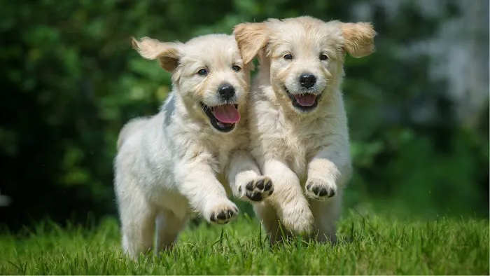 Petland Tyler Picture 5