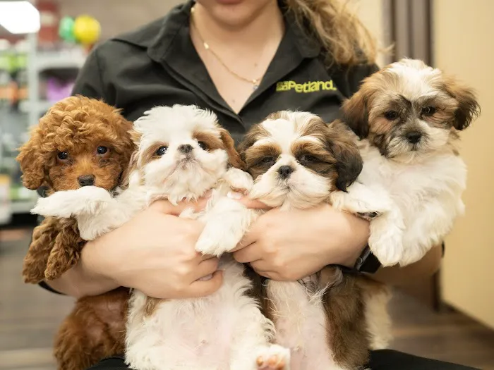 Petland Tyler Picture 6