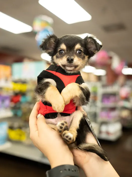 Petland Tyler Picture 10