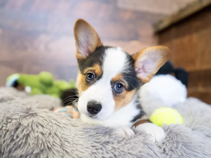 Petland Tyler Picture 8