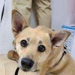 Beacon Veterinary Clinic