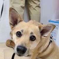 Beacon Veterinary Clinic ico