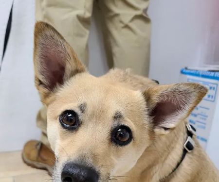 Beacon Veterinary Clinic
