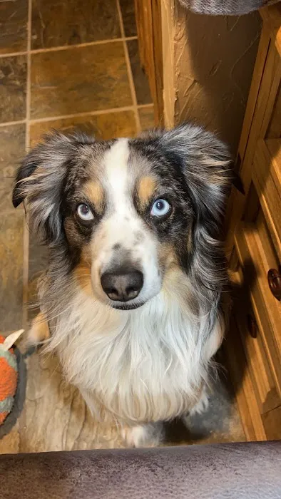Furever Pets Picture 10