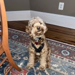 Shore Veterinarians