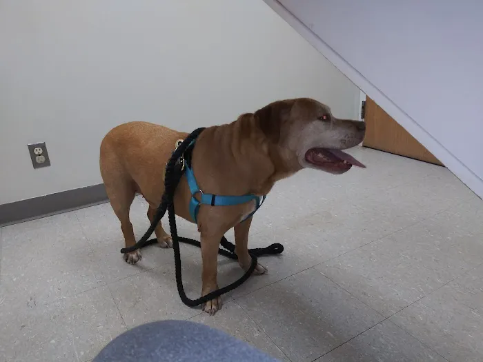 Shore Veterinarians Picture 4