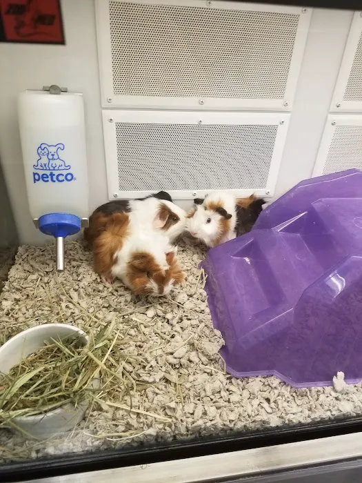 Petco Picture 6