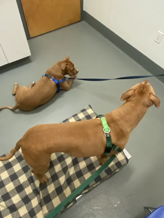 Ocean View Veterinary Hospital Picture 8