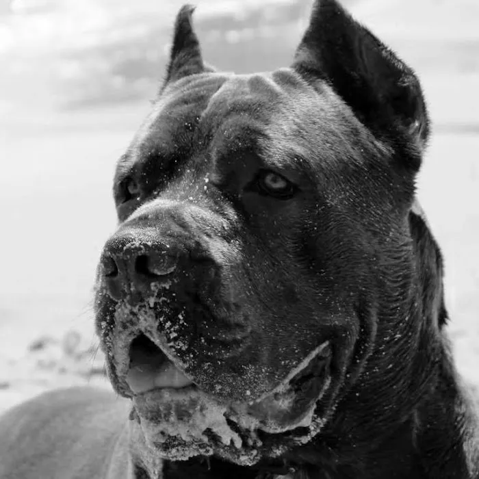 Ocean View Veterinary Hospital Picture 6