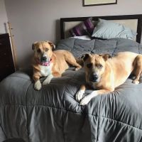 Ocean View Veterinary Hospital ico