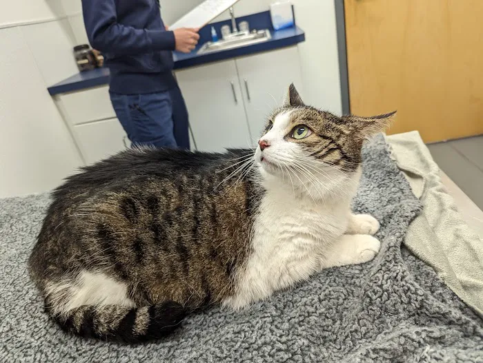 Ocean View Veterinary Hospital Picture 4