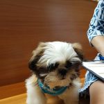 Heart of Chelsea Veterinary Group - Chelsea