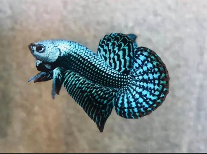 Joel Fish Transhipper Picture 3