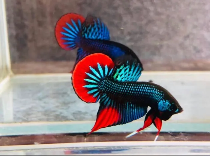 Joel Fish Transhipper Picture 5