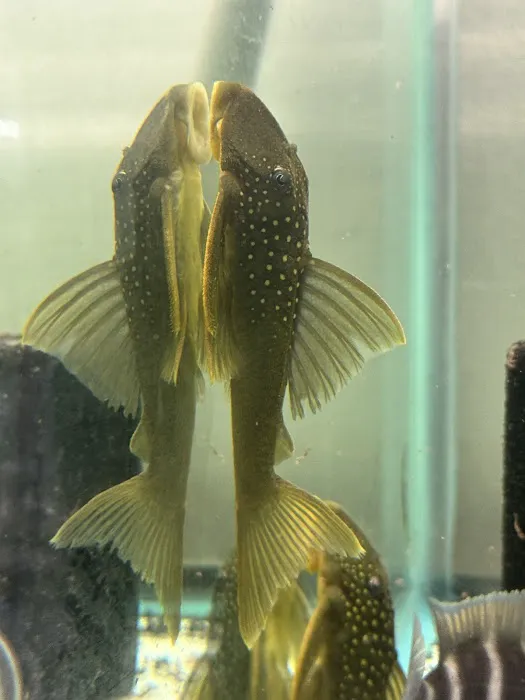 Joel Fish Transhipper Picture 4