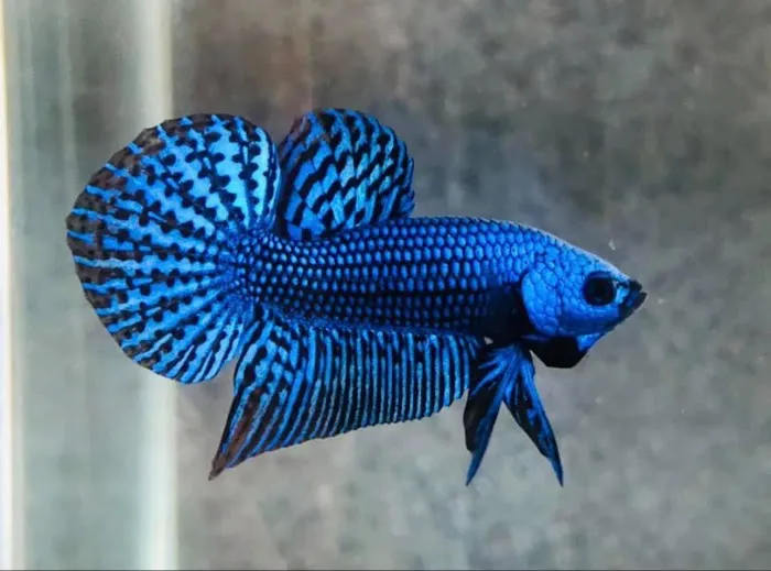Joel Fish Transhipper Picture 8