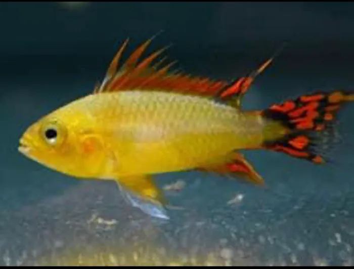 Joel Fish Transhipper Picture 6
